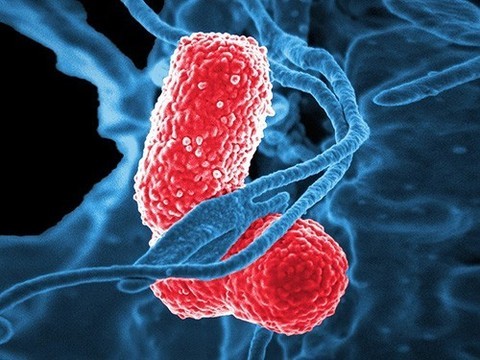 Новая вирусная пневмония продолжает распространяться в Юго-Восточной Азии (обновлено)